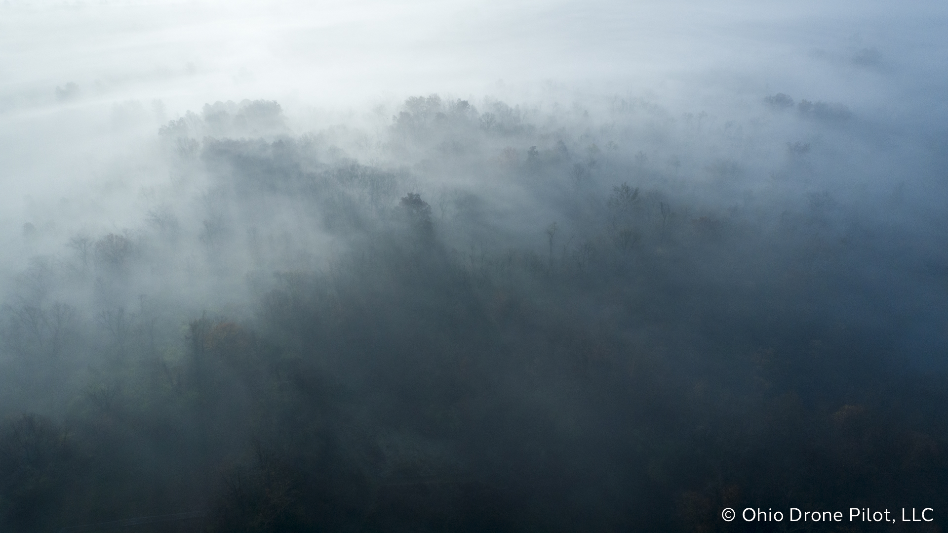 Tree tops poke out of a thick fog